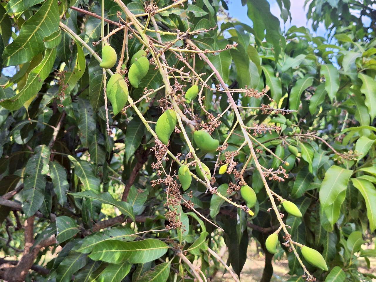 title - ผู้ตรวจราชการ ส.ป.ก. ประชุมตรวจราชการและติดตามความก้าวหน้าผลการดำเนินงานตามแผนการตรวจราชการของผู้ตรวจราชการสำนักงานการปฏิรูปที่ดินเพื่อเกษตรกรรม ประจำปีงบประมาณ พ.ศ. 2569 รอบที่ 1 เขตตรวจราชการที่ 12 จังหวัดขอนแก่น 